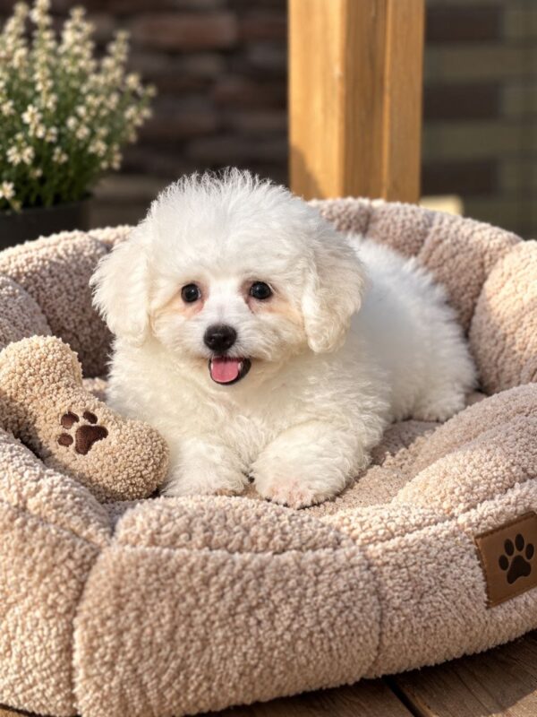 Briella Bichon Frise Briella Bichon Frise