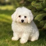 Briella-female-Bichon-Frise-puppy-for-sale-2