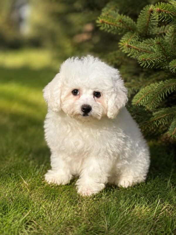 Briella Bichon Frise Briella Bichon Frise