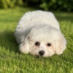 Briella-female-Bichon-Frise-puppy-for-sale-3