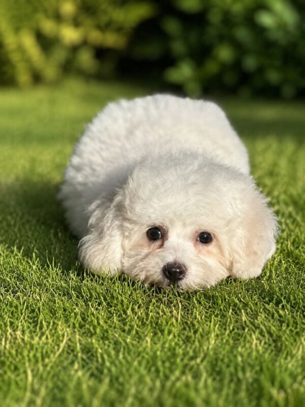 Briella Bichon Frise Briella Bichon Frise