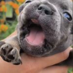 Bruce-male-French-Bulldog-puppy-for-sale-1