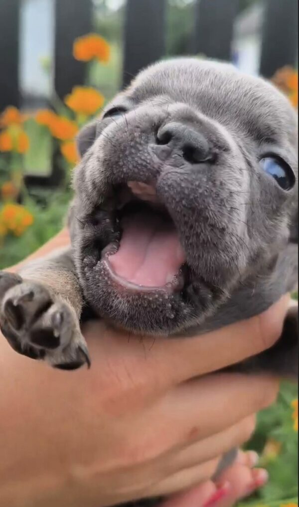 Bruce French Bulldog Bruce French Bulldog