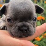 Bruce-male-French-Bulldog-puppy-for-sale-2