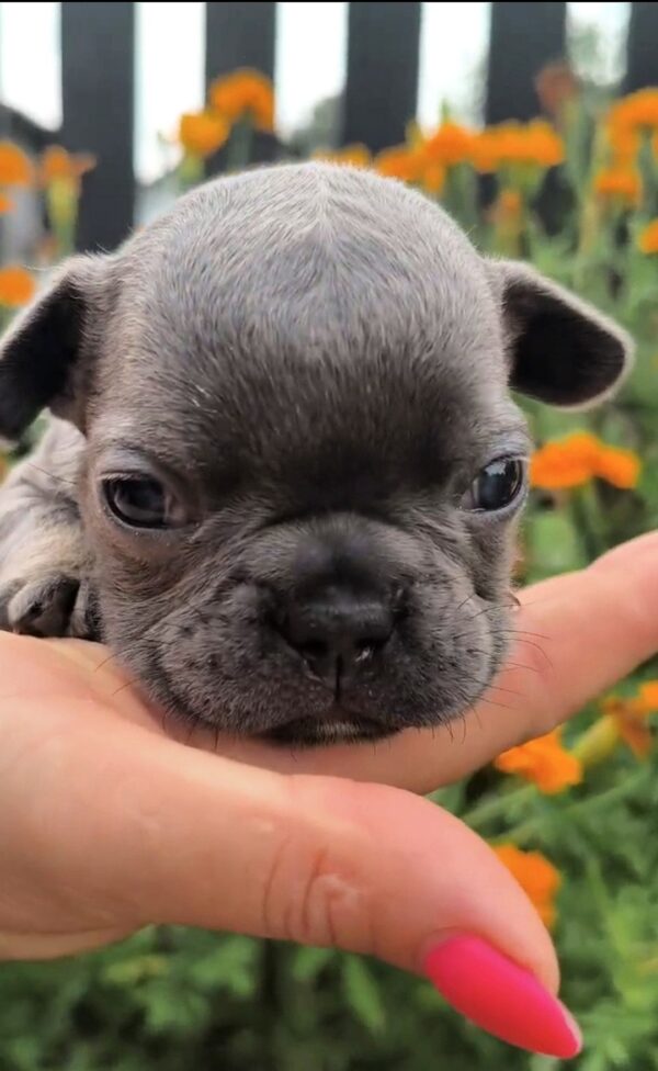 Bruce French Bulldog Bruce French Bulldog