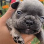 Bruce-male-French-Bulldog-puppy-for-sale-3