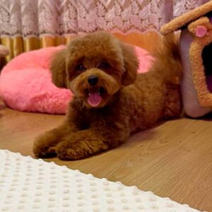 Caspar Maltipoo Caspar Maltipoo