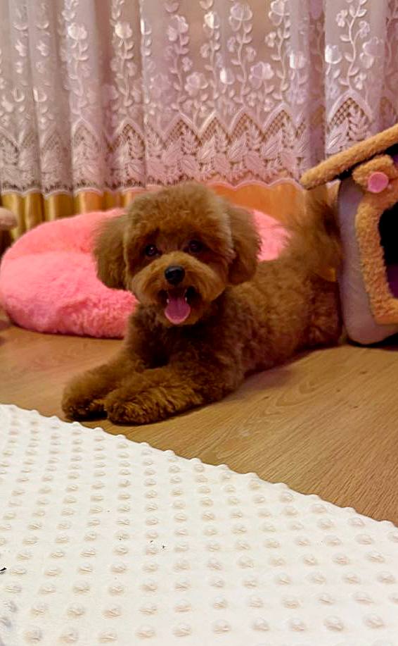 Caspar Maltipoo Caspar Maltipoo