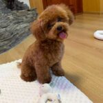 Caspar-male-Maltipoo-puppy-for sale-2
