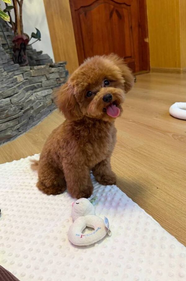 Caspar Maltipoo Caspar Maltipoo