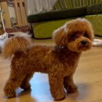 Caspar-male-Maltipoo-puppy-for sale-3