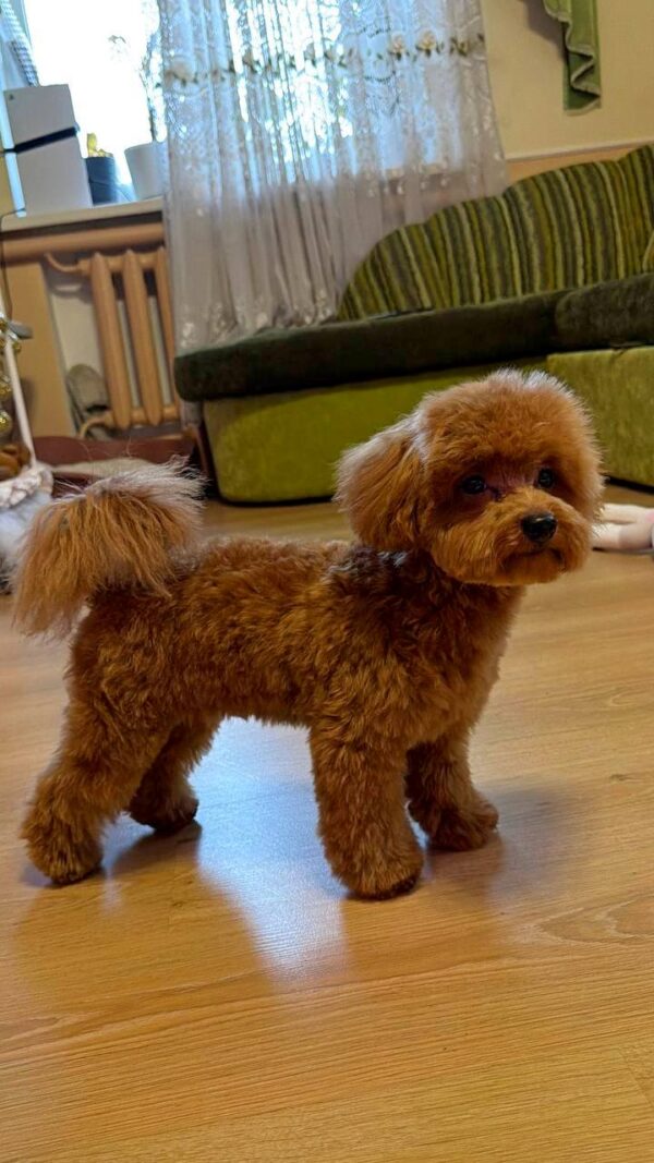 Caspar Maltipoo Caspar Maltipoo