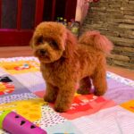 Caspar-male-Maltipoo-puppy-for sale-4