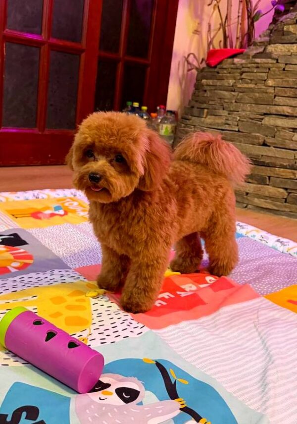 Caspar Maltipoo Caspar Maltipoo