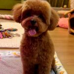Caspar-male-Maltipoo-puppy-for sale-5