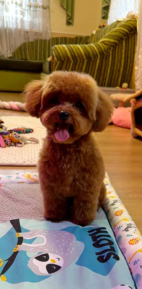 Caspar Maltipoo Caspar Maltipoo