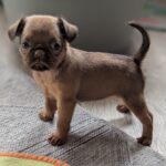 Coco-female-Brabant-puppy-for-sale-1