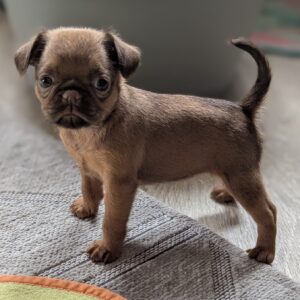 Coco Brabant Griffon Coco Brabant Griffon
