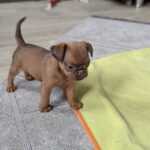 Coco-female-Brabant-puppy-for-sale-2