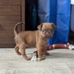 Coco-female-Brabant-puppy-for-sale-3