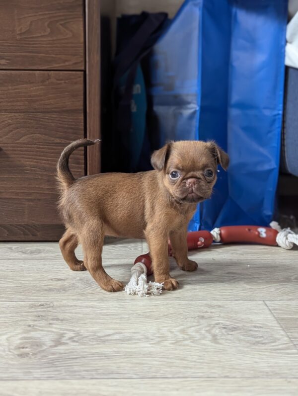 Coco Brabant Griffon Coco Brabant Griffon