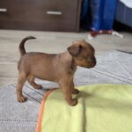Coco-female-Brabant-puppy-for-sale-4