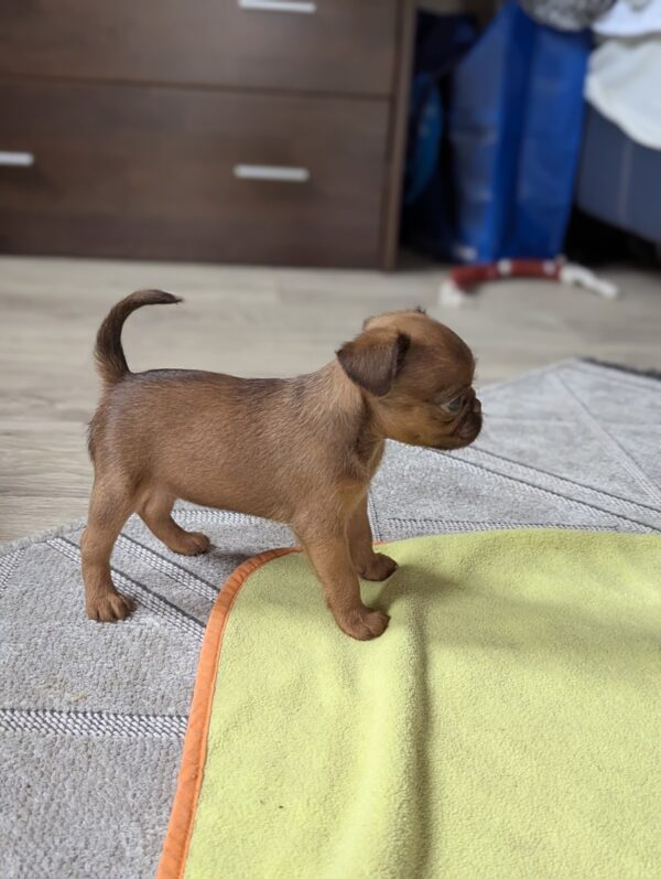 Coco Brabant Griffon Coco Brabant Griffon