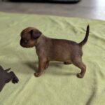 Coco-female-Brabant-puppy-for-sale-5