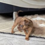Coco-female-Brabant-puppy-for-sale-6