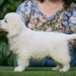 Dagur-male-Retriever-puppy-for-sale-1