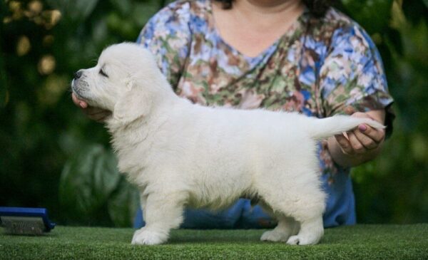 Dagur Golden Retriever Dagur Golden Retriever