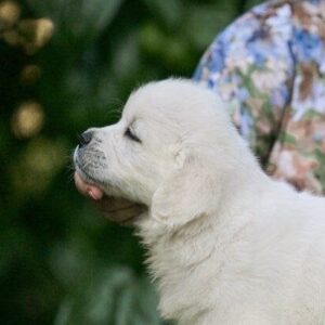 Dagur Golden Retriever Dagur Golden Retriever