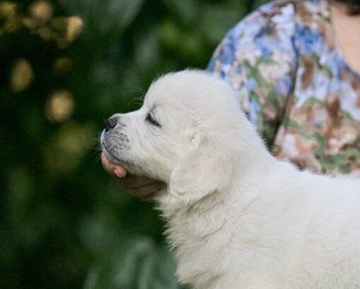 Dagur Golden Retriever Dagur Golden Retriever