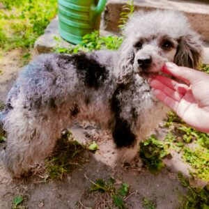 Damien Toy Poodle Damien Toy Poodle