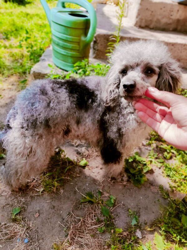 Damien Toy Poodle Damien Toy Poodle