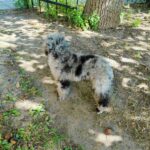 Damien-male-Poodle-puppy-for-sale-2
