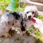 Damien-male-Poodle-puppy-for-sale-3