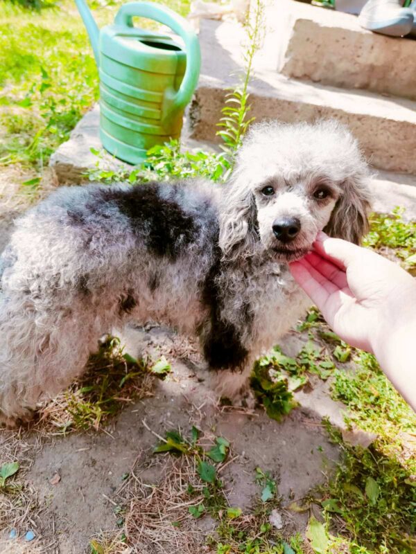 Damien Toy Poodle Damien Toy Poodle