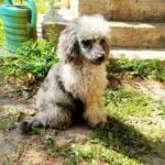 Damien-male-Poodle-puppy-for-sale-4