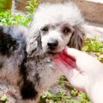 Damien-male-Poodle-puppy-for-sale-5