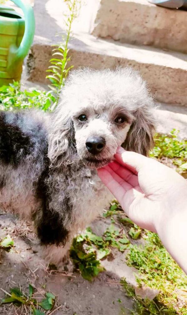 Damien Toy Poodle Damien Toy Poodle