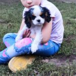 Dante-male-CKC-puppy-for-sale- (1)