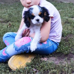 Dante Cavalier King Charles Spaniel Dante Cavalier King Charles Spaniel