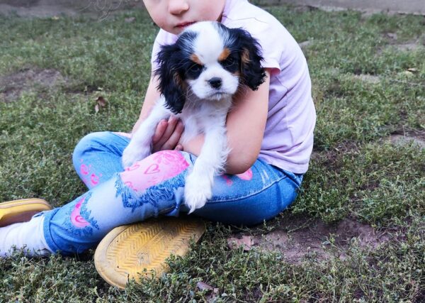 Dante Cavalier King Charles Spaniel Dante Cavalier King Charles Spaniel