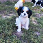 Dante-male-CKC-puppy-for-sale- (2)