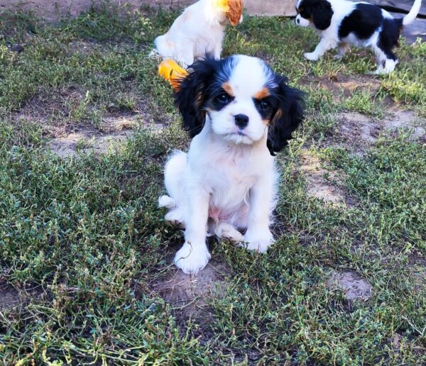Dante Cavalier King Charles Spaniel Dante Cavalier King Charles Spaniel