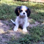 Dante-male-CKC-puppy-for-sale- (3)