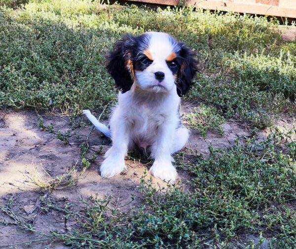 Dante Cavalier King Charles Spaniel Dante Cavalier King Charles Spaniel