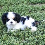 Dante-male-ckc-puppy-for-sale- (1)