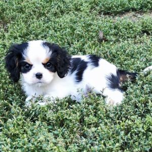 Dante Cavalier King Charles Spaniel Dante Cavalier King Charles Spaniel